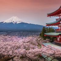 春櫻東京旅遊｜東京迪士尼.賞櫻百選.新倉淺間神社.淺草隅田川.三溪園.天晴號.橫濱纜車.和牛螃蟹美食五日