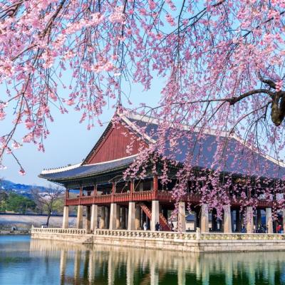 花現櫻花首爾旅遊｜賞櫻盛典～伊甸園櫻花路．湖嚴美術館．鎖住愛情．挑戰愛寶木製雲霄飛車．唯美櫻景景福宮五日｜高雄