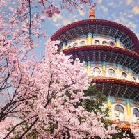 新北旅遊｜大人囝仔｜竹林山觀音寺參拜賞櫻、淡水天元宮賞櫻、奇觀貝殼廟、牛港稜步道二日遊｜高雄台南嘉義出發