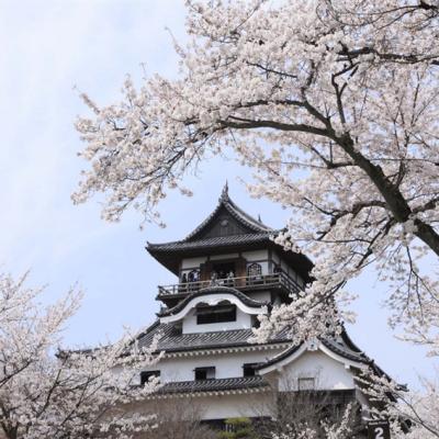 客製｜名古屋賞櫻吃飛騨牛.復古博物館.樂高樂園.鐘乳石洞.白鳥庭園迷你小團5日【專屬包車】天天出發※不含機票