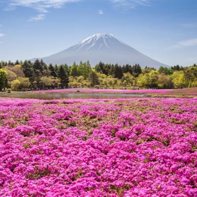 輕奢行｜期間限定!富士芝櫻季．2025濱名湖花卉節．SL蒸汽火車．天龍濱名湖鐵道．靜岡品茶雙溫泉7日