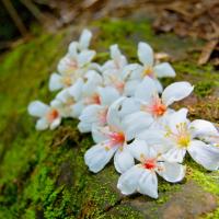 雲林旅遊｜一桐賞花趣~荷苞山桐花公園.西螺福興宮.千巧谷牛樂園牧場.菁寮老街一日｜高雄台南出發