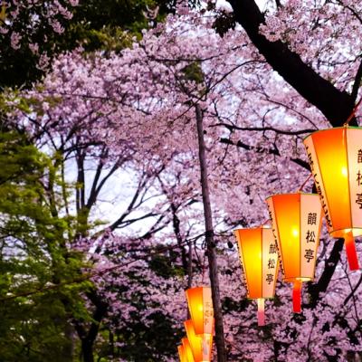 春櫻東京旅遊｜富士山絕景賞櫻.身延山纜車.河口湖天晴號.小石川後樂園.晴空塔商店街.美食饗宴雙湯五日