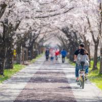 花現櫻花釜山旅遊｜粉嫩浪漫春櫻～鎮海櫻花慶典～余佐川羅曼史橋＆慶和火車站．海雲台膠囊列車＆櫻花大道．海東龍宮寺五日｜高雄