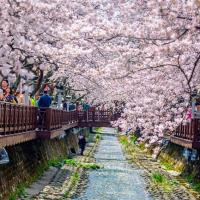 花現釜山鎮海旅遊｜小王子的櫻花林.羅曼史橋櫻花.溫泉川櫻花散步路.天空膠囊列車.大渚油菜花毯(一站購物彩妝)五日