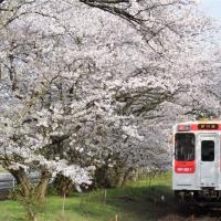 連休九州旅遊|浦之崎櫻花車站.豪斯登堡.三大蟹鍋物.長崎夜景溫泉五日|櫻花季