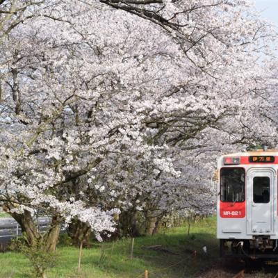 第2人折3000｜春櫻九州｜櫻花名所.豪斯登堡.松浦櫻花鐵道.叮叮車.長崎夜景.溫泉五日｜高雄直飛