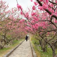 過年折3,000｜夜訪美國村燈祭．櫻花紛紛．琉球王國．美麗海．美食四日｜保住2晚美國村