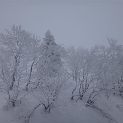 聰明玩花卷｜日本三大樹冰奇景～森吉山樹冰.松島灣美景.琉璃之眼～田澤湖.日本金賞NO.1～朝開酒造.溫泉5日