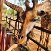 越南旅遊｜【星宇直飛富國島5日】親子共遊野生動物園士.珍珠樂園.富國大世界.香島跨海纜車.全程五星