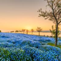 花現名阪雙城～紫藤垂瀑x粉蝶花海｜大阪環球影城.世界遺產～清水寺.平等院.達摩不倒翁~勝尾寺.岐阜城六日｜保住五星飯店