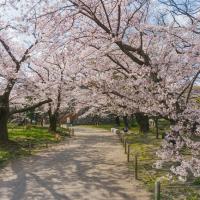 九州旅遊|賞櫻名所.舞鶴公園.萌熊電鐵.三大蟹鍋物吃到飽.阿蘇溫泉五日