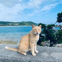 連休沖繩│戀上奧武島（猫島）．美國村．海景下午茶．海豚秀．琉球文化．OUTLET．輕旅四日│保住A級市中心飯店