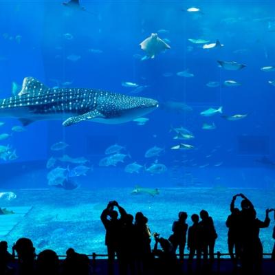 客製｜沖繩.美麗海水族館.波上神宮.玉泉洞.大鼓秀.美國村.迷你小團5日【專屬包車】※不含機票