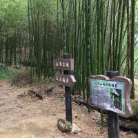 嘉雲旅遊｜櫻花祭｜秘境寒溪呢森林人文叡地.台版小京都嵐山竹林一日｜中部出發