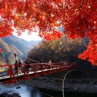 北陸旅遊｜台灣虎航｜五星之宿～楓紅立山黑部～童話合掌村.兼六園.小原四季櫻花季.鶴仙溪.上高地五日｜萬怡酒店｜高雄來回