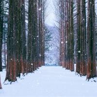 冬遊首爾｜保住鬧區飯店．滑雪體驗．暢玩樂天世界．景福宮韓服體驗．星空圖書館．南怡島雪景．跆拳秀(一站購物彩妝)五日｜高雄