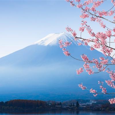 春櫻浪漫遊東京｜迪士尼樂園.鶴岡八幡宮.山中湖遊覽船.新倉山淺間公園.螃蟹溫泉五日