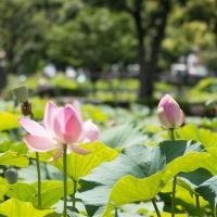 高雄旅遊｜寒軒飯店.蓮池潭蓮花季.輕軌體驗.澄清湖.百年舊鐵橋二日遊｜大人囝仔