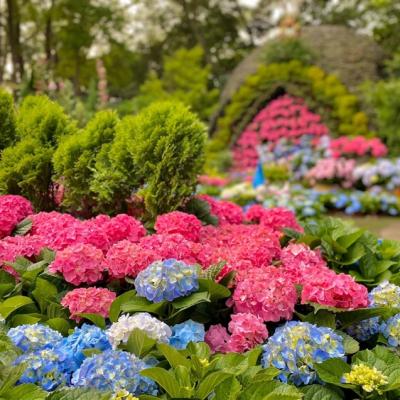 大人囝仔｜苗栗旅遊│季節限定~花露農場繡球花、苑裡老街享美食一日遊│高雄台南嘉義出發