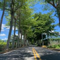 【台東旅遊．兩人成行】單車遊龍田村．高台茶園．班鳩冰品半日