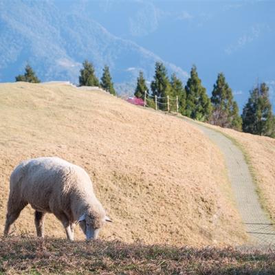 【天天出發.一人成行】霧上桃源.來去清境好自由二日(自選民宿：名人渡假村.空中花園.霞飛音樂城堡.老英格蘭)