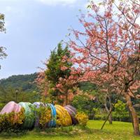 苗栗旅遊｜季節限定.雲水賞櫻花.大湖採草莓.南庄尋美食一日｜大人囝仔