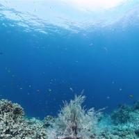 《水漾宿霧》暢遊雙島(沙丁魚風暴、出海追豚、資生堂島浮潛、巴里卡薩斷層、頂級濱海度假村5日(兩人成行)