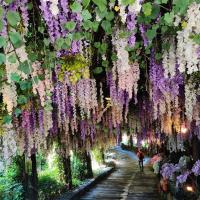 嘉南旅遊｜大人囝仔｜阿里山賞櫻．大坑休閒農場紫藤花．洲際嘉義福容voco酒店二日｜中部出發