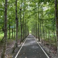 花蓮旅遊．清明連休火車來回｜大農大富螢漫平森、池上伯朗大道、台版紐西蘭、池南森林、月洞奇觀三日｜高雄出發