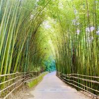 苗栗旅遊｜大車無法到的山海秘境.合歡石滬.迷你版魚鱗天梯.烏嘎彥竹林秘境.天狗部落.巨人之手三義F二日