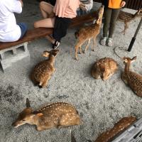 宜蘭花蓮旅遊│蔥田採蔥DIY.張美阿嬤農場.金三角.地耕味.豆腐岬.羅東駿.飯店一泊二食二日遊