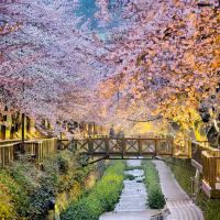 花現釜山｜鎮海櫻花．羅曼史橋慶和站櫻花．佛國寺櫻景．無去川賞夜櫻．海雲台列車．樂天超市採購(一站購物彩妝)五日｜高雄