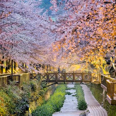 花現釜山｜大邱EWORD夜櫻慶典．鎮海_羅曼史橋慶和站櫻花．佛國寺櫻景．海雲台膠囊列車(二站人蔘彩妝)五日｜高雄