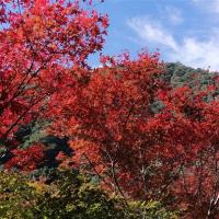 賀歲折$500．桃園旅遊｜拉拉山巨木步道.巴陵生態古道.達觀農場二日｜台中出發