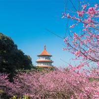 走春餘位｜雙北旅遊｜天元宮粉櫻飄揚、滿月圓森呼吸、淡水老街走春、台北漢來二日遊｜高雄台南出發