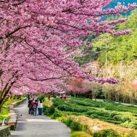 武陵農場櫻花季．預購折1千｜合歡山.松雪樓.千櫻園賞櫻.入住福壽山農場三日｜台中出發