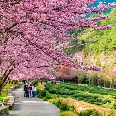 武陵農場櫻花季．預購折1千｜合歡山.松雪樓.千櫻園賞櫻.入住福壽山農場三日｜台中出發