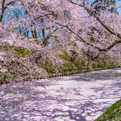 春櫻東北旅遊|全程溫泉.弘前城.北上展勝地.秋田鐵道~繩文號列車.猊鼻溪遊船.螃蟹和牛.百選溫泉~南三陸觀洋五日