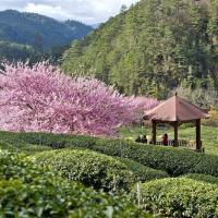 指定日期折1000｜【2025武陵農場櫻花季】入住福壽山農場二日．武陵農場粉紅佳人．福壽山農場千櫻紛飛．崙埤櫻花公園