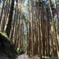 嘉義旅遊｜《特富野古道》最美步道重新開放.柳杉環繞.奮起湖鐵路便當一日｜高雄出發