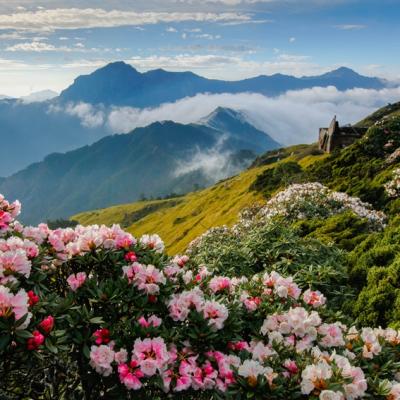 南投旅遊|高山杜鵑綻放．合歡山半日遊．清境農場賞花趣2日