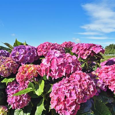 台中旅遊｜繡球初夏盛綻～花露農場.期間限定採甜蜜桃.客家風味餐一日｜大人囝仔