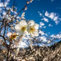 臺中旅遊｜大人囝仔｜走入梅花隧道梅花撲鼻香.在地人的灶咖第二市場１日｜高雄出發