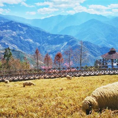 南投旅遊｜《挑戰百岳X花現杜鵑花季》遇見合歡山主峰.清境農場數羊去．埔里酒廠２日｜高雄台南