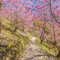 櫻花折800｜新竹旅遊│上帝遺忘的部落~司馬庫斯賞櫻、巨木群步道、蔬食創意餐、藍染束口袋、新竹老爺三日│高雄台南出發