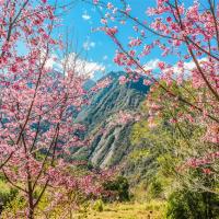 新竹旅遊|最美上帝的部落~司馬庫斯X薰衣草森林療癒二日｜台北/新竹出發(六人成行)