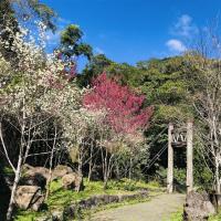 嘉義｜賀歲早鳥享優惠｜鄒族文化部落.歌舞表演.嚐阿里山高山茶.饗食部落風味餐.迷糊步道一日