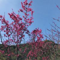 嘉義｜逐鹿梅花鹿園.阿里山迷糊步道賞櫻.故宮南院.城堡.耐斯王子大飯店一泊二食二日｜高雄台南