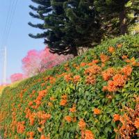 苗栗｜黃澄澄的花海～銅鑼炮仗花海公園.品遊慢城南庄老街１日｜高雄出發